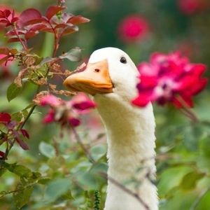 Meet your Posher, Sandy